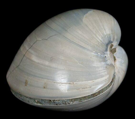 Polished Fossil Clam - Medium Size #5270